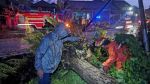 Pohon Tumbang (Intensitas Hujan Tinggi)