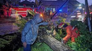 Pohon Tumbang (Intensitas Hujan Tinggi)